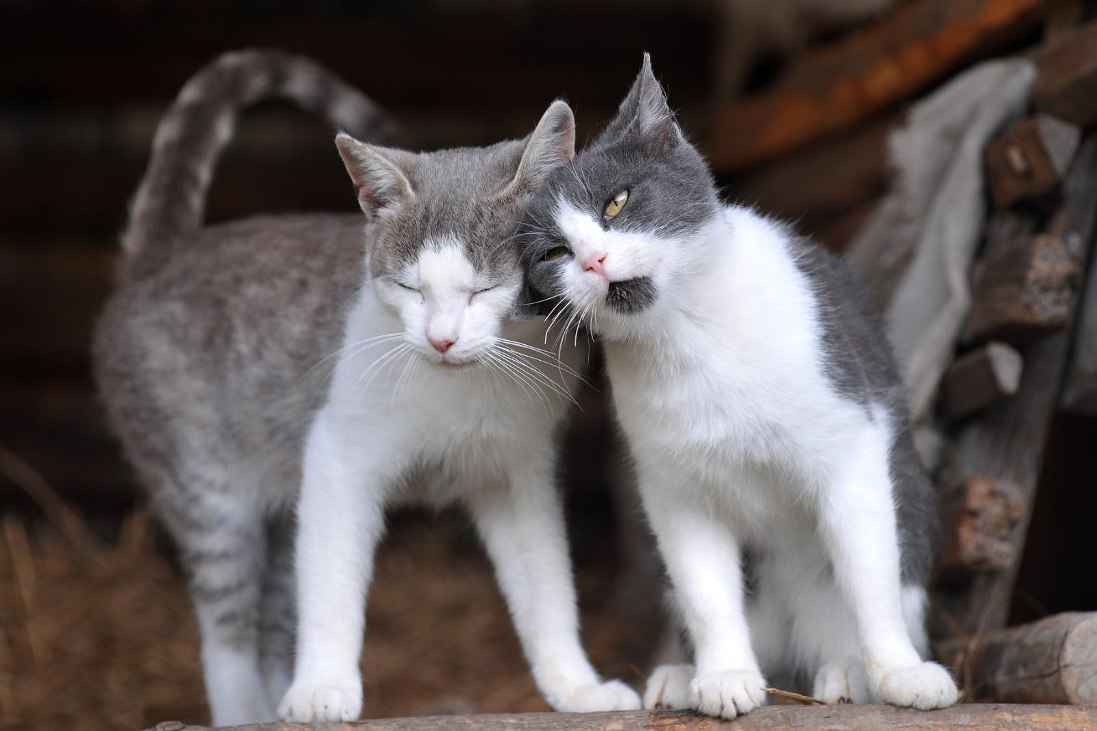 Primarul Municipiului Timișoara, Dominic Fritz, a anunțat într-o postare pe Facebook că își dorește un oraș prietenos cu animalele, într-un demers de îmbunătățire a calității vieții pentru toți locuitorii, indiferent de specie.