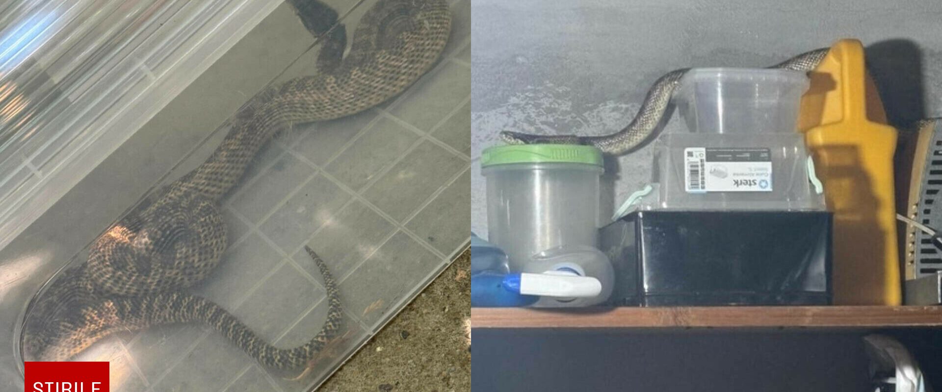 Un "balaur dobrogean" de peste un metru, găsit într-o locuință din 2 Mai. Jandarmii au intervenit de urgență