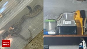 În localitatea 2 Mai, jandarmii au intervenit de urgență după ce un șarpe de peste un metru a fost descoperit într-o locuință. Reptila a fost numită un „balaur dobrogean” datorită mărimii sale impresionante.