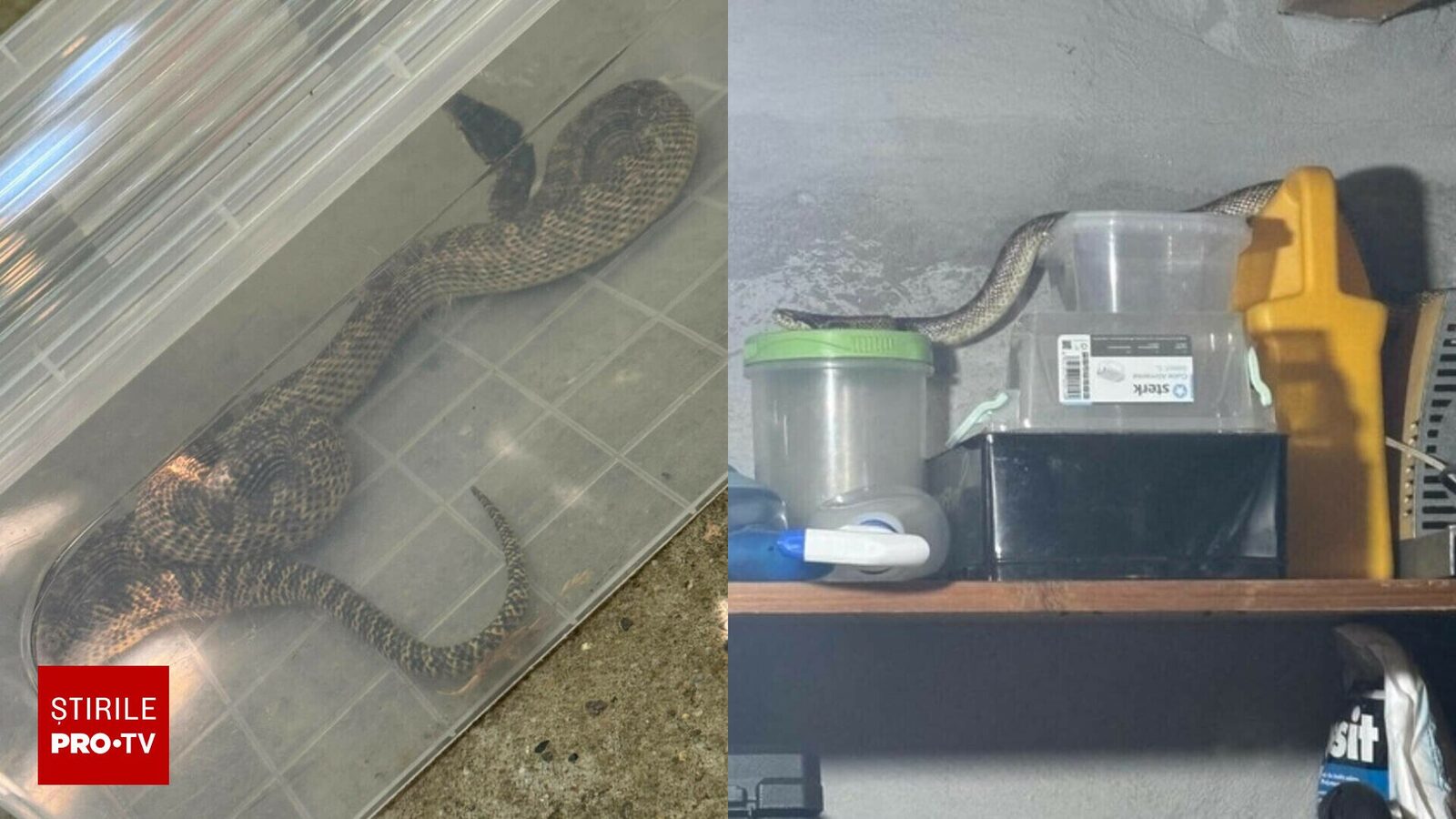 În localitatea 2 Mai, jandarmii au intervenit de urgență după ce un șarpe de peste un metru a fost descoperit într-o locuință. Reptila a fost numită un „balaur dobrogean” datorită mărimii sale impresionante.