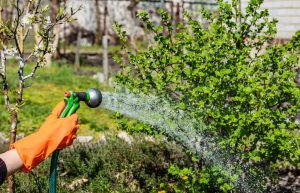 Impactul udării plantelor de grădină în soare la intensitate maximă, verdictul grădinarilor experți