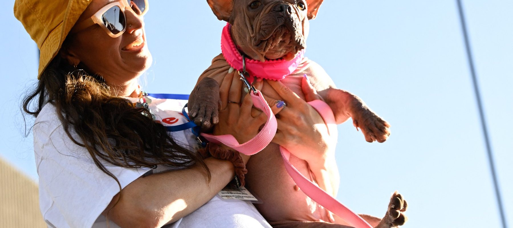 „Cel mai urât câine din lume” este, oficial, Petunia, un bulldog francez fără păr. Suma câștigată de stăpână la concurs
