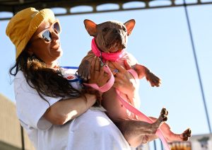 Titlul poate fi reformulat astfel: „Petunia, un bulldog francez fără păr, a fost desemnat la nivel mondial ca fiind ‘Cel mai urât câine din lume’, câștigând o sumă substanțială la un concurs dedicat acestui scop.”