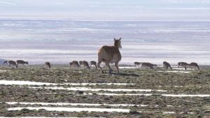 China deployează un robot-antilopă pentru a proteja o specie rară din Tibet