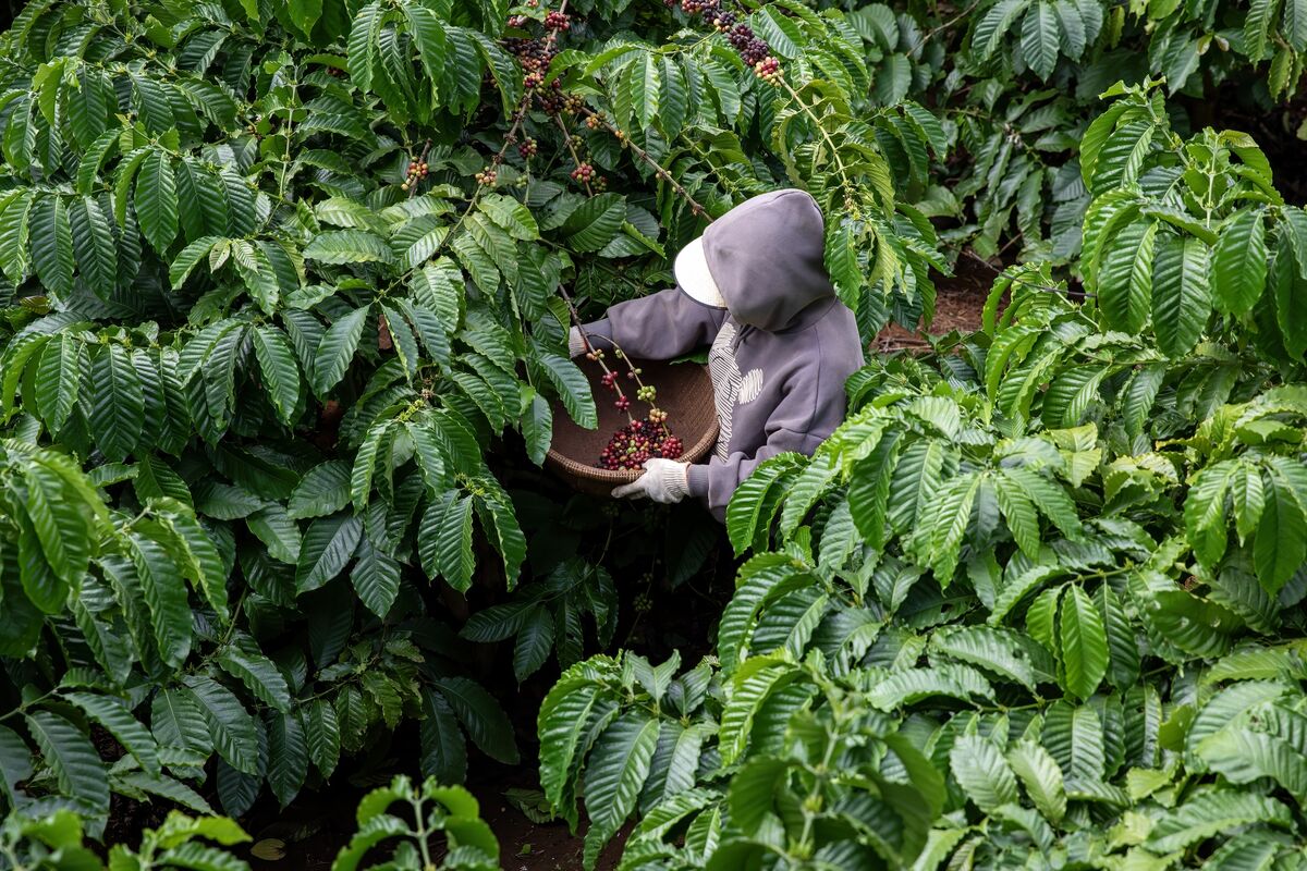 Vietnam’s Bumper Coffee Crop May Help Ease Global Supply Squeeze