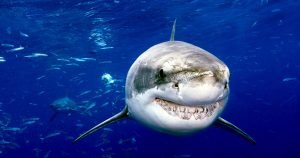Febra rechinilor: Miturile rechinului alb uriaș
