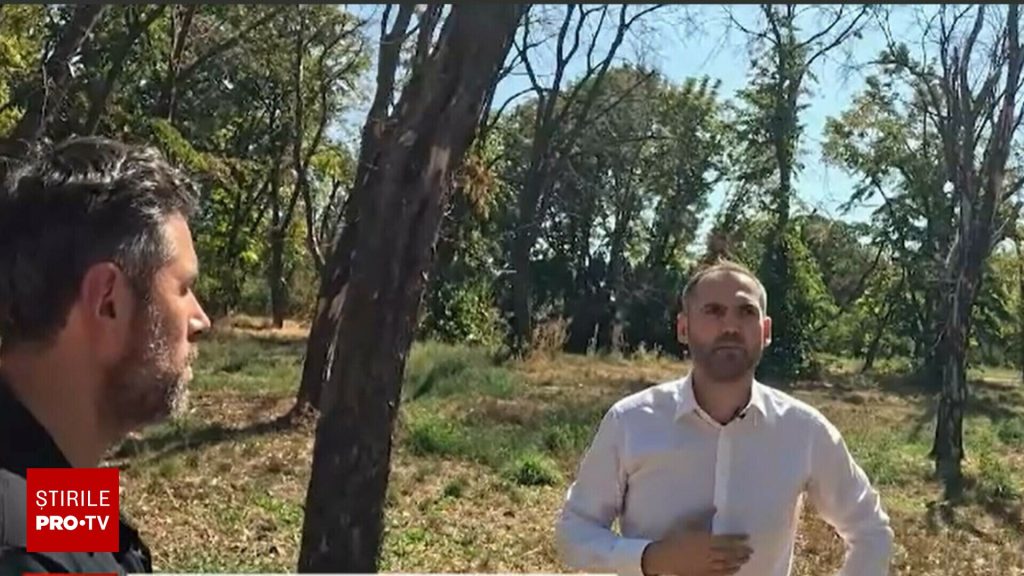 Bucureștiul își pierde verdele. Arborii mor sub nepăsarea autorităților, iar parcurile riscă să dispară. Ce scuze au găsit