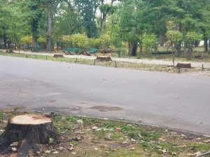 Vlad Gheorghe declară că va ridica plângere penală în urma tăierii stejarilor din Parcul Herăstrău.