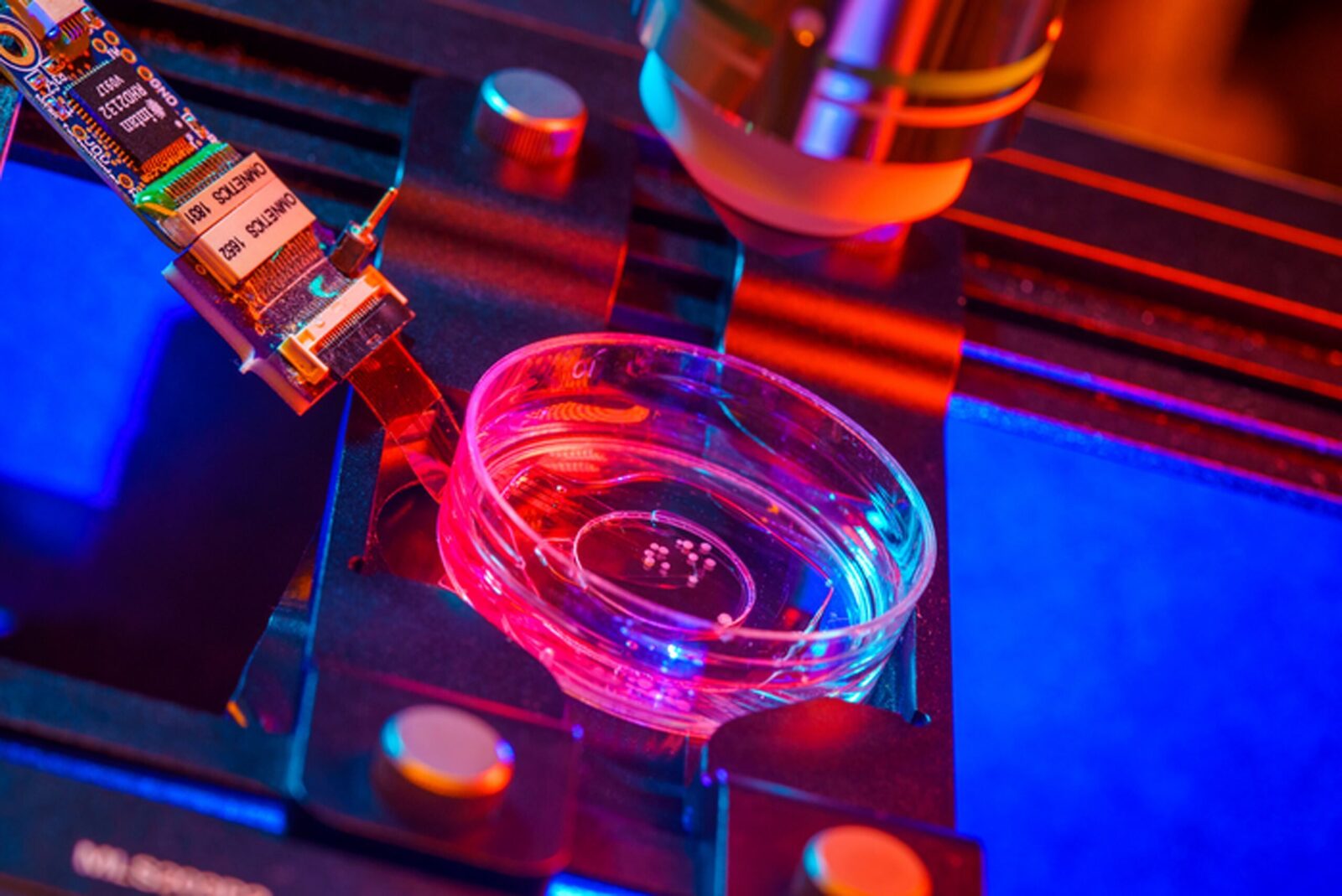 Creiere artificiale din celule stem, pentru a alimenta calculatoarele