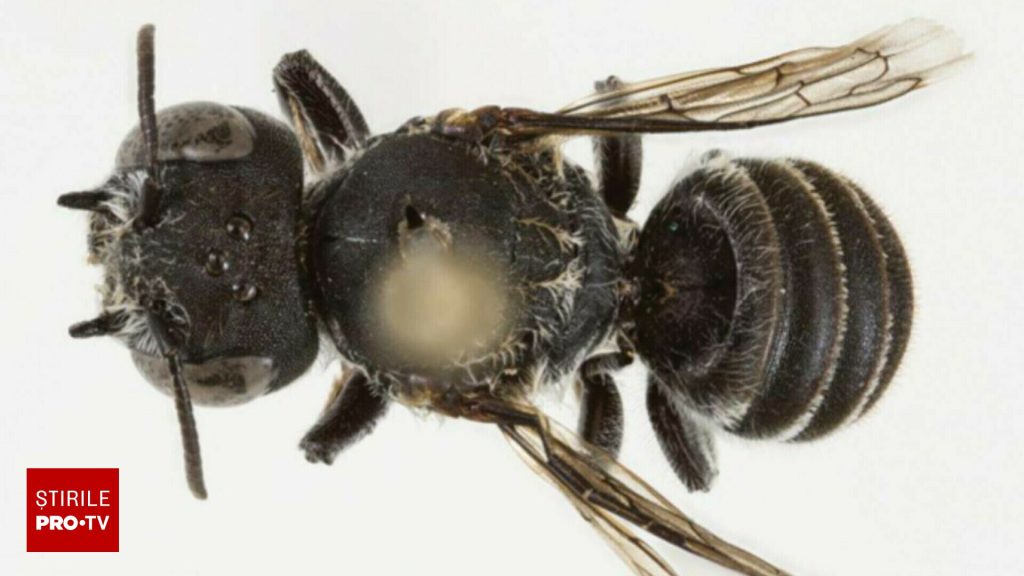 Au descoperit o nouă specie de albină și au numit-o pe loc Lucifer. Are coarne ca de diavol și trăiește doar acolo | FOTO