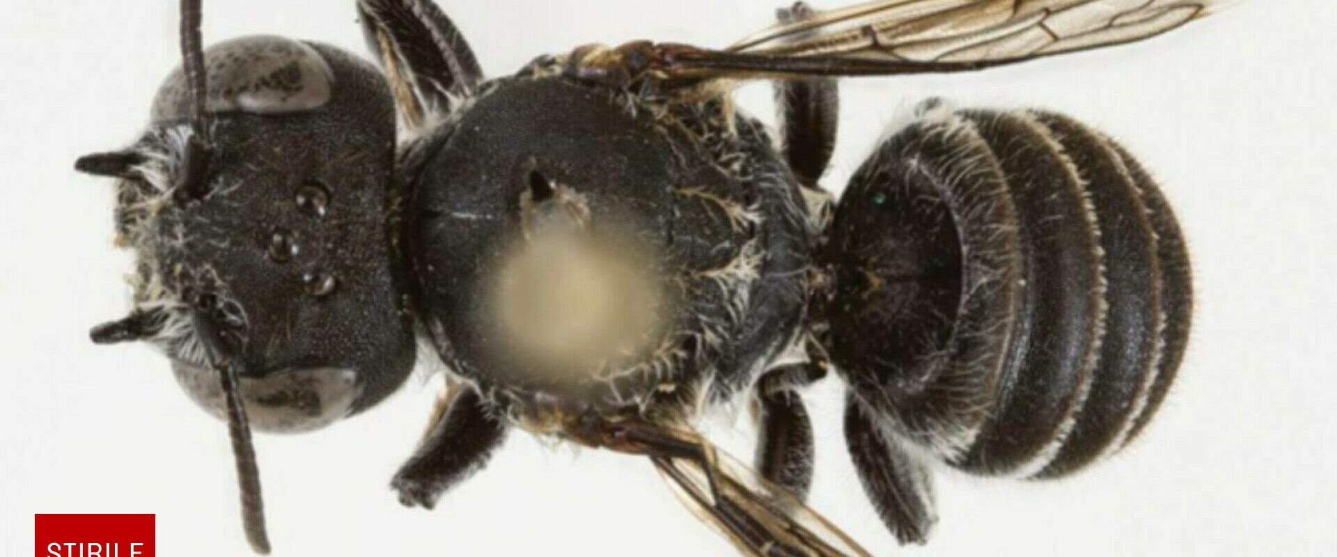 Au descoperit o nouă specie de albină și au numit-o pe loc Lucifer. Are coarne ca de diavol și trăiește doar acolo | FOTO