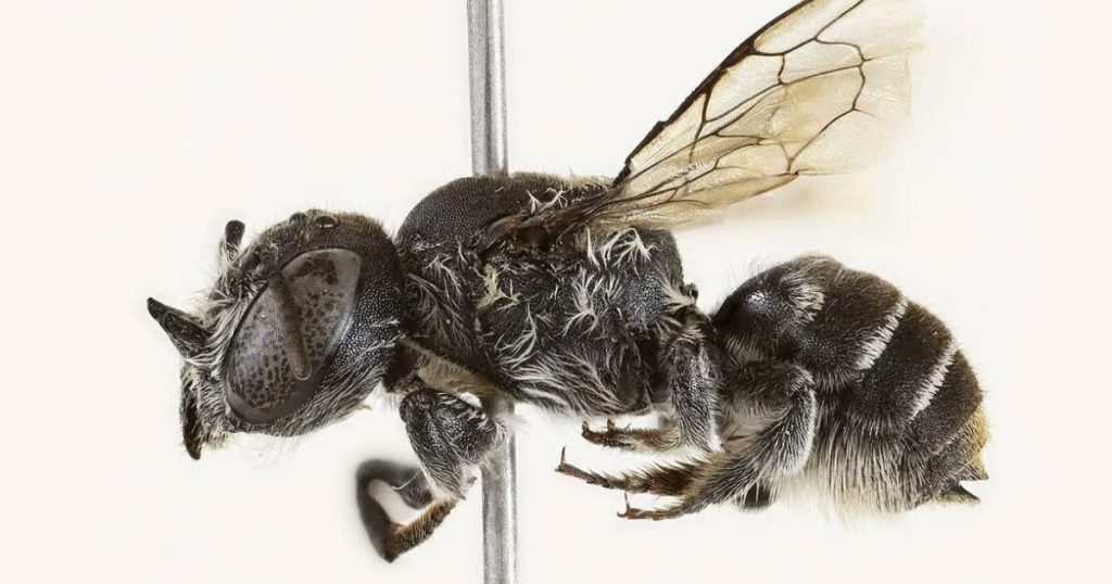 O nouă specie de albină a fost descoperită în Australia: are coarne și a fost numită Lucifer