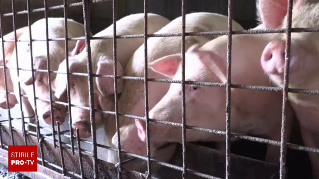 Porcul de Crăciun, mai scump și mai greu de găsit din cauza pestei porcine. Prețul pe un kilogram începe de la 22 de lei