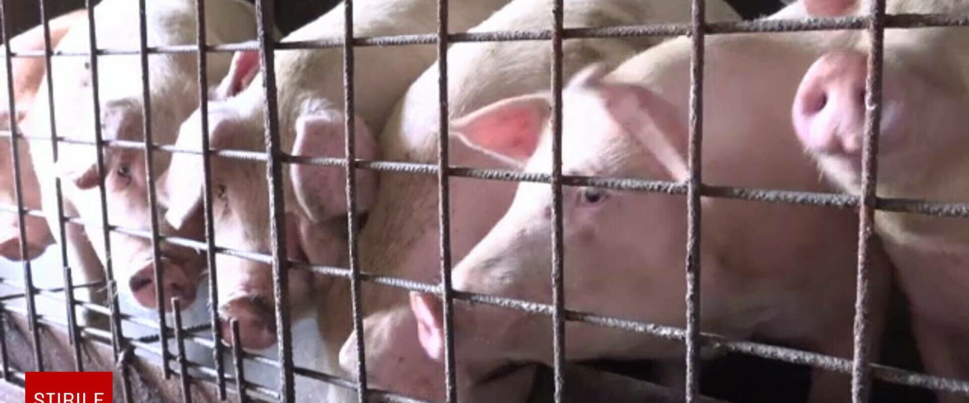 Porcul de Crăciun, mai scump și mai greu de găsit din cauza pestei porcine. Prețul pe un kilogram începe de la 22 de lei