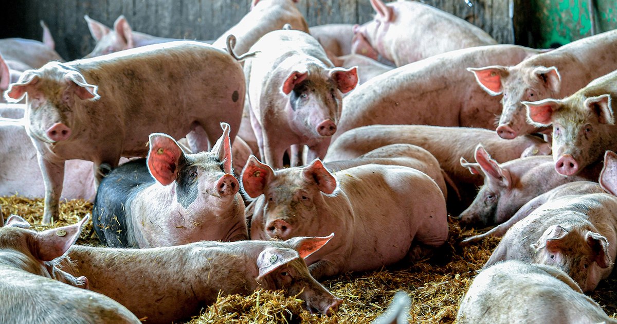 Cât plătești pe porc și cât rămâne după tăiere. Adevărul despre greutatea în viu și cea netă