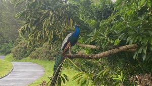 Prognoza meteo din Hawaii County pentru 28‑nov‑2025: Big Island în prezent