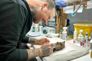 „Wildtiere de Anul Nou: Unde să-l duci pe Franz?”