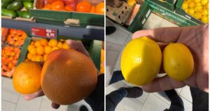 Directorul ANPC avertizează: în România se comercializează portocale și lămâi destinate porcilor