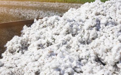 Guvernul va achita o datorie veche de peste 30 de ani către SUA, pentru un credit folosit la importul de bumbac