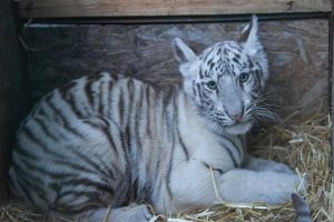 Tigru alb dispărut de la Zoo Craiova: panica se amplifică!