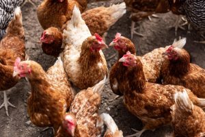 KFC deschide 24 de restaurante exclusiv halal în Franța