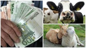 Subvențiile APIA pentru crescători: plățile se fac până în 2026!