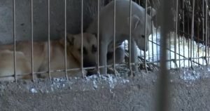 „Câini schingiuiți, descoperiți în adăpostul de la Suraia”