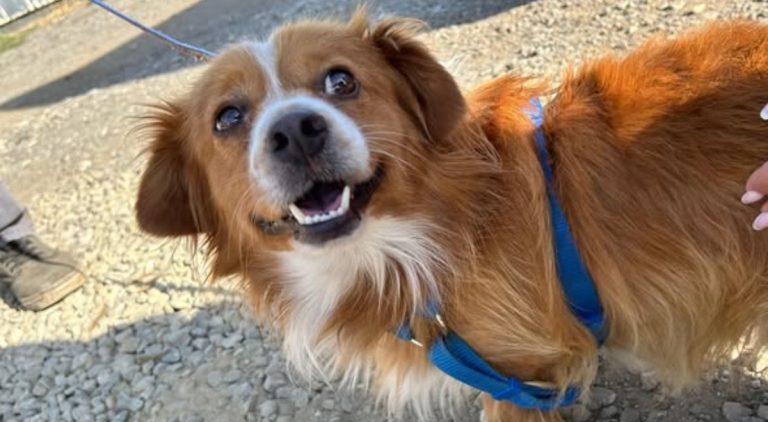 Sterilizări gratuite pentru câini cu stăpân, în București și Ilfov