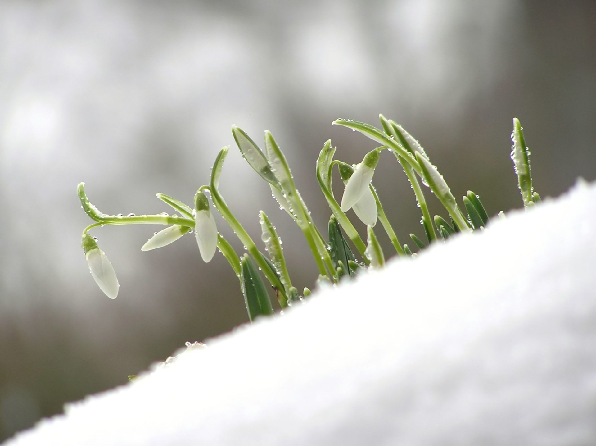 Martie nebun: Ger crunt, apoi vreme de plajă! Recorduri meteo spulberate