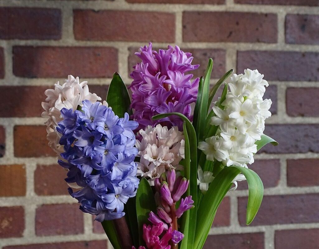 bouquet of flowers, hyacinth, flower background, spring, flower, flower wallpaper, garden hyacinth, nature, asparagus, fragrant, beautiful flowers, cut flower
