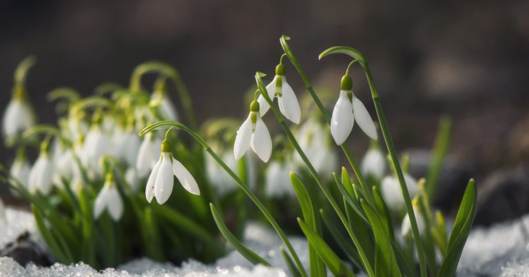 Martie cu iarnă? Meteorologii anunță un nou episod, dar fugitiv