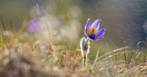 Vine iarna peste românia: După căldura de aprilie, frig polar