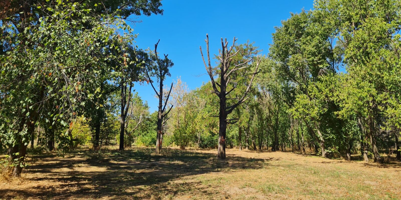 Atelier pentru arbori maturi în Parcul Tineretului din București