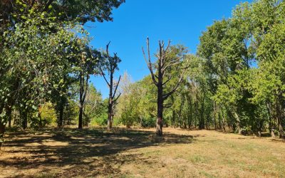 Atelier pentru arbori maturi în Parcul Tineretului din București