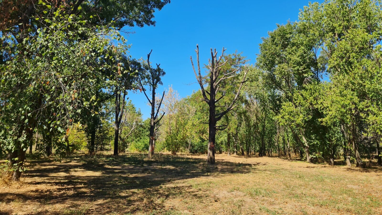 Atelier pentru arbori maturi în Parcul Tineretului din București