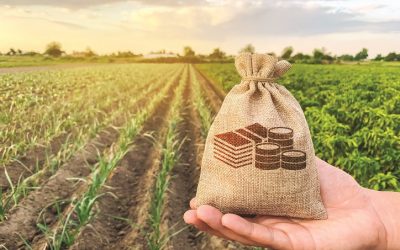 România vândută: Arabi, italieni și danezi iau subvenții pe terenurile noastre. Românii, doar doi în top