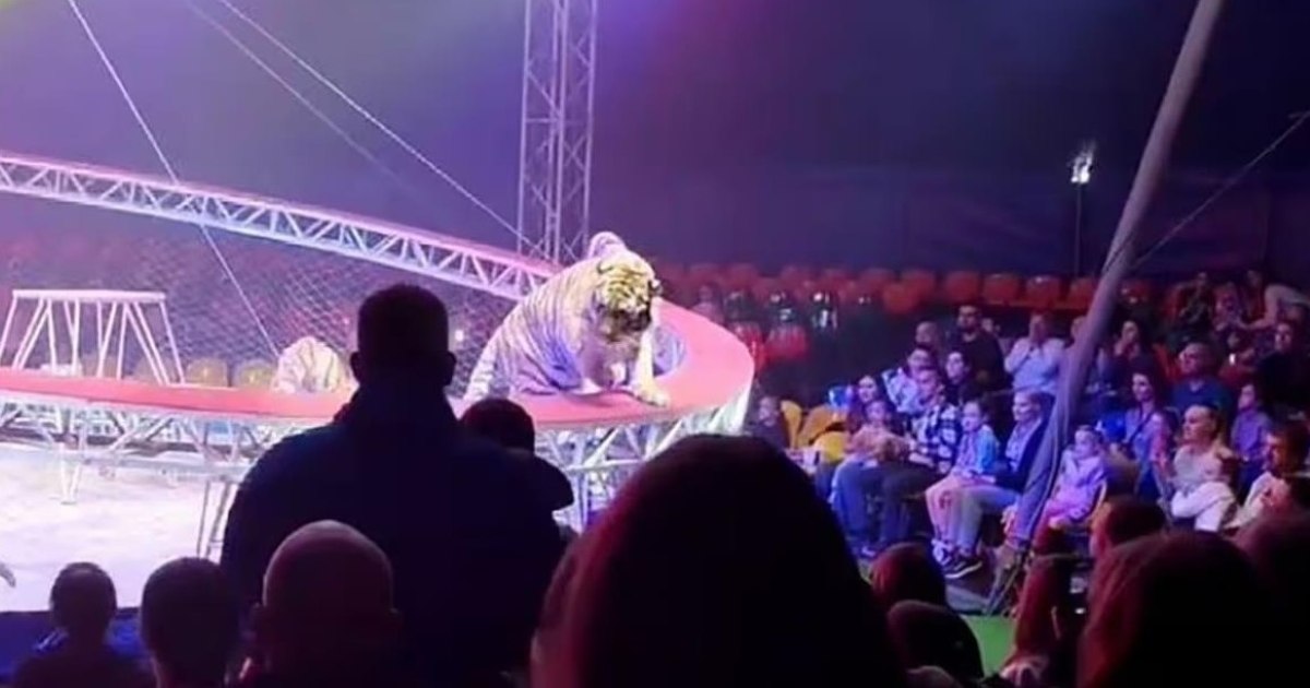 Tigru, teroră la circ în Rusia: Copiii țipau, adulții fugeau panicați