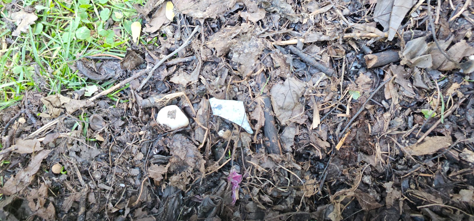Video: Sectorul 3 dă compost gratuit din deșeuri: Cum profiți