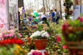 Simfonia Lalelelor, la Pitești: Florari din toată țara își etalează creațiile