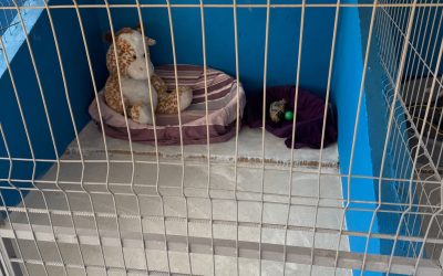 Centru de adopții pentru căței, o premieră în județul Ilfov