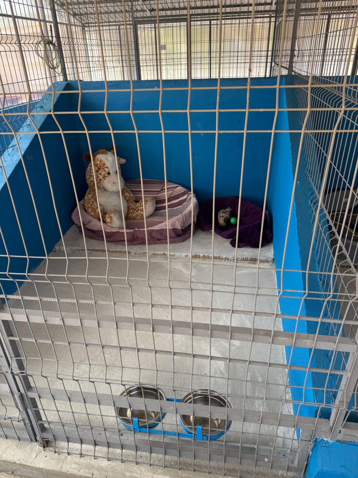Centru de adopții pentru căței, o premieră în județul Ilfov