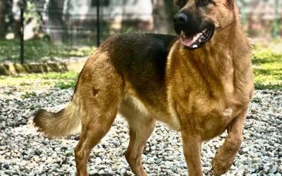 Cum își petrec românii duminica? Sondaj în București, dar și-n țară