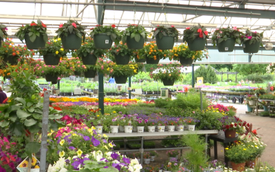 Grădinarii avertizează: Înghețul paște culturile timpurii din primăvară