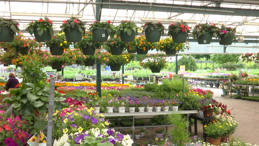 Grădinarii avertizează: Înghețul paște culturile timpurii din primăvară