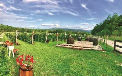 Un hectar de Gorj a ridicat Abund Berry: De la moștenire la 15 mil. Euro! Vânzări uriașe