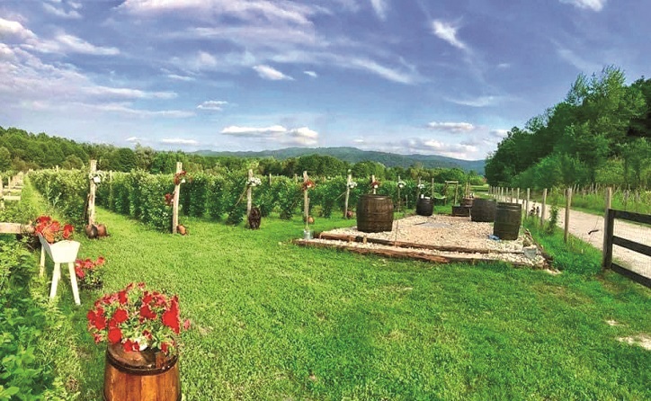 Un hectar de Gorj a ridicat Abund Berry: De la moștenire la 15 mil. Euro! Vânzări uriașe