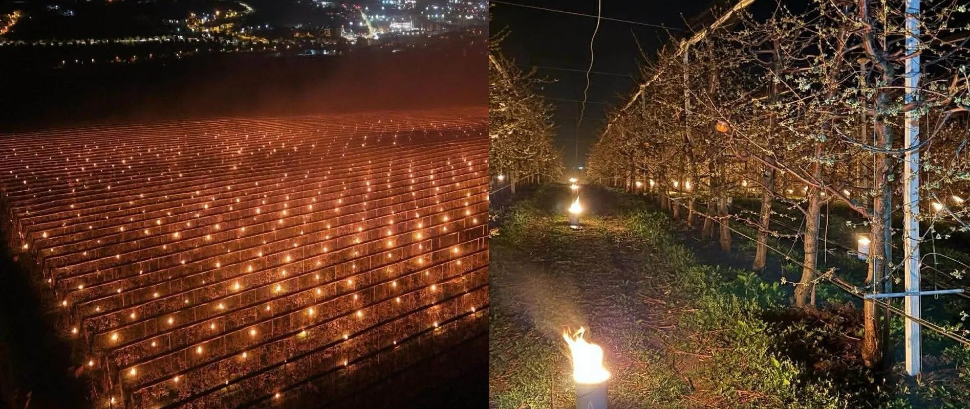 Am dat foc la 40.000 de euro! Mărturia unui pomicultor care a încercat să își salveze de la îngheț recolta de cireșe