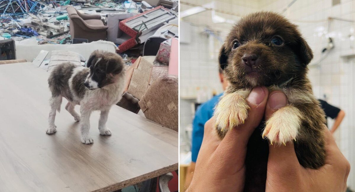 Alerte în București: Peste 600 de câini abandonați pe domeniul public în trei luni