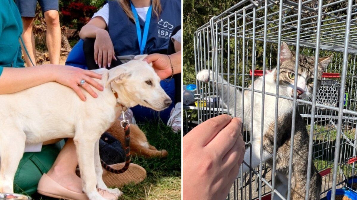 A venit toamna! Când e următorul târg de adopții de la aspa, cu căței și pisici