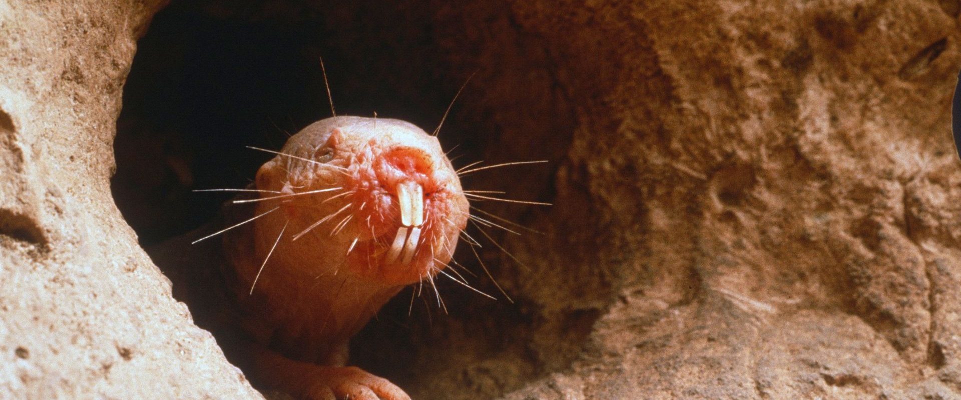 Care animal folosește dinții pentru a simți? Test de cultură generală